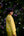 Dandelion Yellow Kurta & Waistcoat Set.
