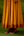 Mustard Yellow Anarkali Set